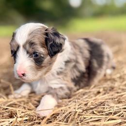 Teal collar toy - Red merle female Aussiedoodle puppy in 32046, Florida from River Hill Ranch
