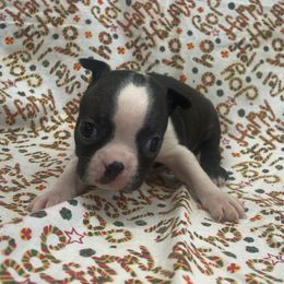 Devi - Brindle and white female Boston Terrier puppy in Fillmore, Illinois from Wind Hill Puppies