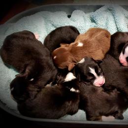 Australian Shepherd Puppies from Beachin' Aussies