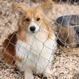 Marshmallow - American Corgi