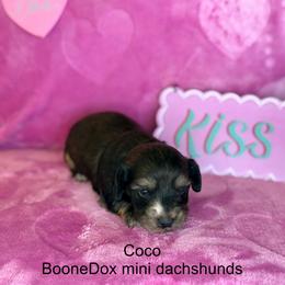 Coco - Brindle female Pomeranian puppy in Lexington, Oklahoma from BooneDox Miniature Dachshunds