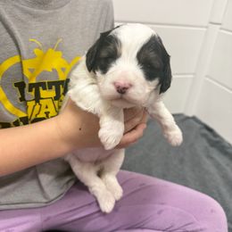 Megan - Black and white female Aussiedoodle puppy in Heber City, Utah from Junipersdoodles