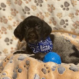 Wirehaired Pointing Griffon Puppies from Harmony Hills Griffons