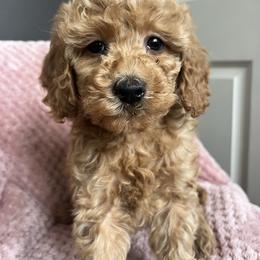 Molly - Red  female Goldendoodle puppy in Lowville, New York from Adirondack Labradoodles