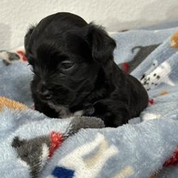 King Ferdinando (Ferdie) - Black and white male Havanese puppy in North Richland Hills, Texas from A Royal Havanese Court