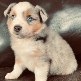Nick - Blue merle male Miniature Australian Shepherd puppy in Sulphur, Oklahoma from Barnyard Aussies