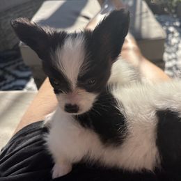Papillon Puppies from Peppy Papillons, LLC