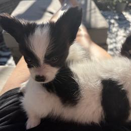 Papillon Puppies from Peppy Papillons, LLC