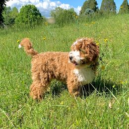 Australian Labradoodle Puppies from Beck ‘N Ridge Australian Labradoodles