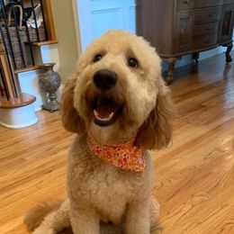 Rosey - Goldendoodle