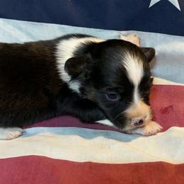 Female 1 - Black and white female American Corgi puppy in Portland, North Dakota from Sliding stop corgis
