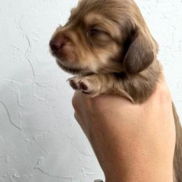 Bernadette - Chocolate and cream female Dachshund puppy in Piedmont, Oklahoma from Jess’s Dachshunds