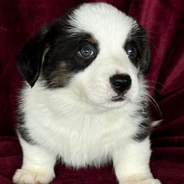 Boy 1 - Black and white male Cardigan Welsh Corgi puppy in Huntington Beach, California from Gingerbread