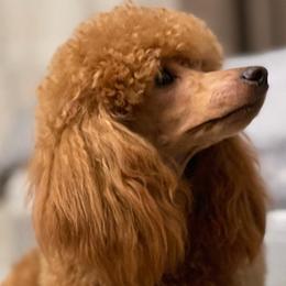 Jessie - Poodle