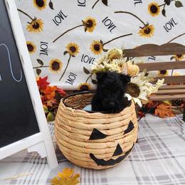 Scottish Terrier puppies from Stefany Farm of Happiness