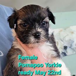 Iris - female Yorkipoo puppy in West Enfield, Maine from GRIFFEY'S SPA AND KENNEL