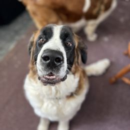 Daisy - Saint Bernard