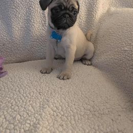 Pug Puppies from Lisa's Pugalicious Pugs