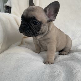 French Bulldog Puppies from Fabi's French Bulldogs
