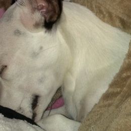 German Shepherds and Russell Terriers from EEK Ranch Puppies