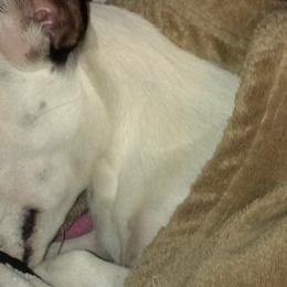 German Shepherds and Russell Terriers from EEK Ranch Puppies