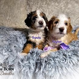 Bernedoodle Puppies from A Star is Born Doodles