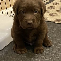 Labrador Retriever Puppies from Viklan Labradors