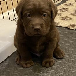 Labrador Retriever Puppies from Viklan Labradors