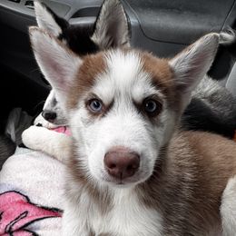 Tatum - Chocolate male Pomsky puppy in Bolton, Connecticut from Elle Pomsky