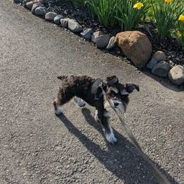 Miniature Schnauzers from Ruby Schnauzers