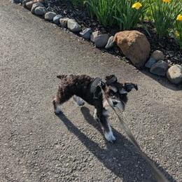 Miniature Schnauzers from Ruby Schnauzers