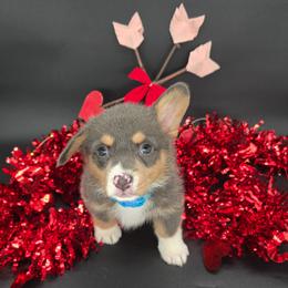 German Shepherd and Pembroke Welsh Corgi Puppies from J&R Shepherds & Corgis