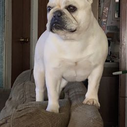 Bulldog and French Bulldog Puppies from DJs Bulldogs