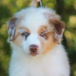 Action  - Miniature American Shepherd