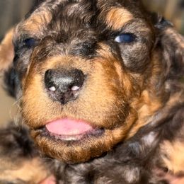 Boy 3 - Merle male Goldendoodle puppy in Holly, Colorado from Vida’s Loving Doodles
