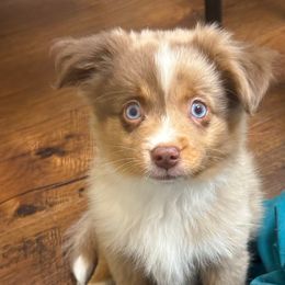Fiti - Red merle male Toy Australian Shepherd puppy in College Station, Texas from South Paw Toy Aussies
