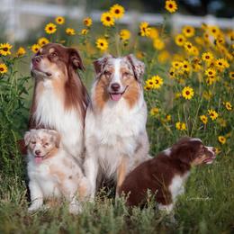 Australian Shepherd Puppies from Crystalbrook Aussies
