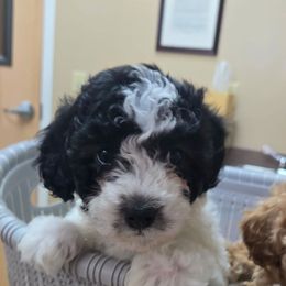 Skipper - White Poodle puppy in Sonora, Kentucky from Little Land of Puppies