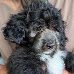 Alder - Black and white male Saint Berdoodle puppy in Garland, Texas from Brewer's Doodles and French Bulldogs