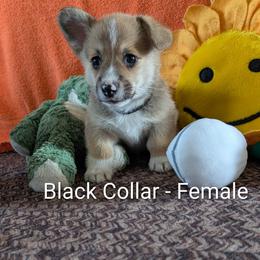 Girl 4 Black Collar - Sable female Pembroke Welsh Corgi puppy in Alexandria, Minnesota from Tammy Gorham Corgis