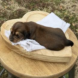 Buttercup - Red female Dachshund puppy in Bald Knob, Arkansas from Victoria’s Dachshunds