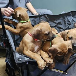 Rhodesian Ridgeback Puppies from DragonRidge