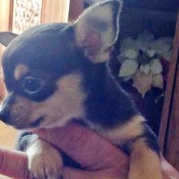 Chihuahua Puppies from Chilove Chihuahuas