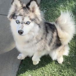 Brandy - Pomsky