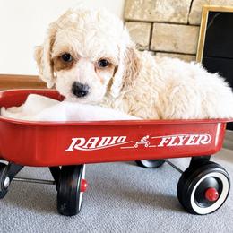 Flora - Red and white female Cockapoo puppy in Connersville, Indiana from MoonShine Babies