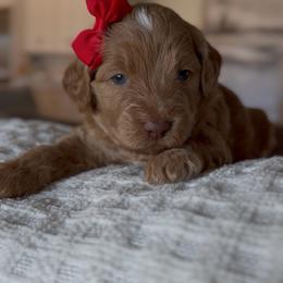 Lyric purple collar - Apricot female Goldendoodle puppy in Queen Creek, Arizona from Sunny Doodles