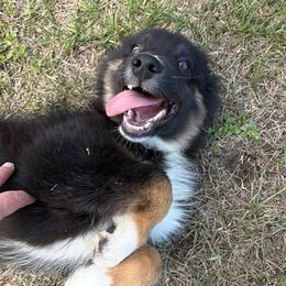 Sal - Black tri-color male Australian Shepherd puppy in Oak Hill, Florida from Swingin T Ranch LLC