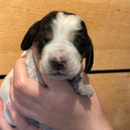 Male 4 - Black and white male Basset Hound puppy in Lindley, New York from Hill Top Basset Hounds & Cane Corso