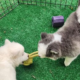 Pomsky Puppies from Bitz of Spitz