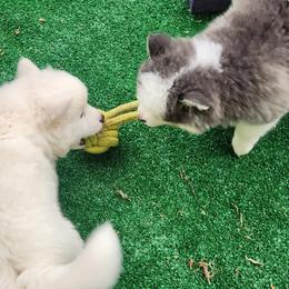 Pomsky Puppies from Bitz of Spitz